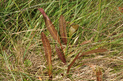 Rumex flexuosus