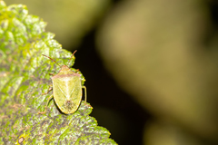 Thyanta custator custator