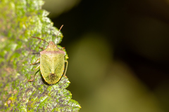 Thyanta custator custator