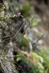 Thelymitra longifolia