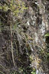 Thelymitra longifolia