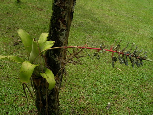 Aechmea pubescens (Aechmea pubescens)