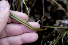 Thelymitra longifolia