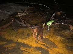 Ranoidea pearsoniana