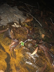 Ranoidea pearsoniana