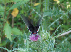 Parides bunichus damocrates