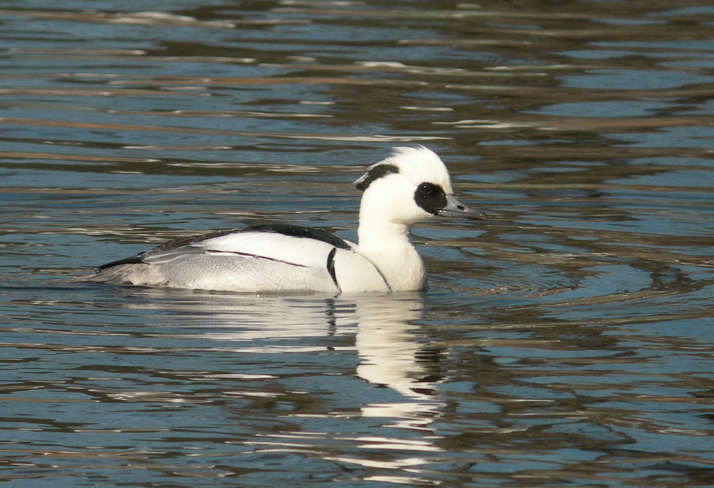 Smews