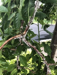 Phanerodontia chrysosporium