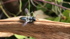 Megachile igniscopata