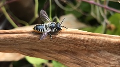 Megachile igniscopata