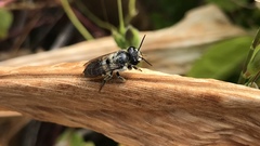 Megachile igniscopata