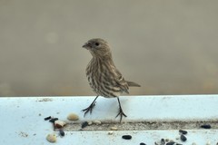 Haemorhous mexicanus