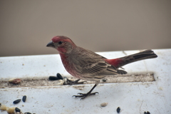 Haemorhous mexicanus