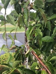 Phanerodontia chrysosporium
