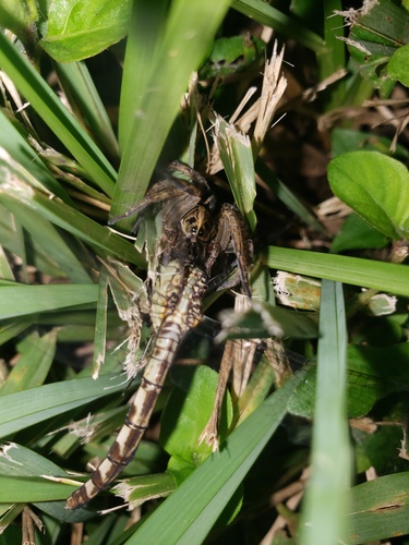 Band-winged Dragonlet (Erythrodiplax umbrata), a species recorded in Florida