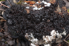 Agathomyia wankowiczii