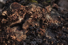 Agathomyia wankowiczii