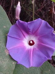Ipomoea villifera