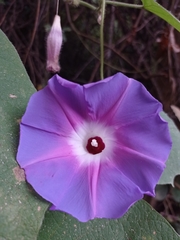 Ipomoea villifera
