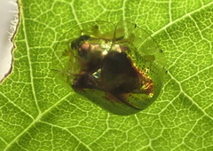Charidotella zona