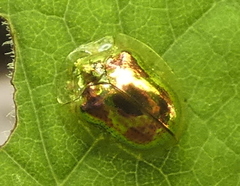 Charidotella zona