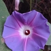 Ipomoea villifera - Photo (c) Luis Humberto Vicente-Rivera, some rights reserved (CC BY-NC), uploaded by Luis Humberto Vicente-Rivera