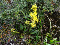 Cyrtochilum pardinum