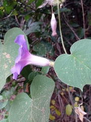 Ipomoea villifera
