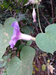 Ipomoea villifera