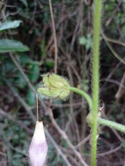 Ipomoea villifera