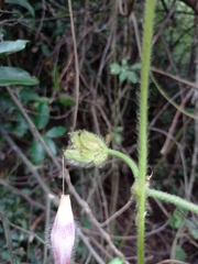 Ipomoea villifera