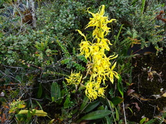Cyrtochilum pardinum