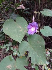 Ipomoea villifera