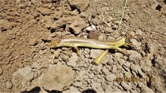 Plestiodon gilberti cancellosus