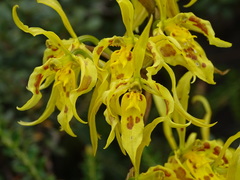 Cyrtochilum pardinum