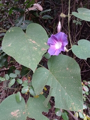 Ipomoea villifera