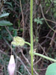Ipomoea villifera