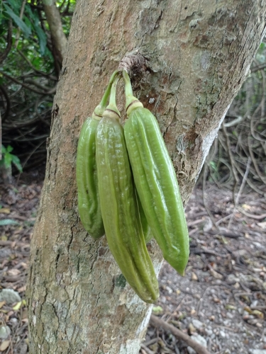Cuajilote (Parmentiera aculeata)