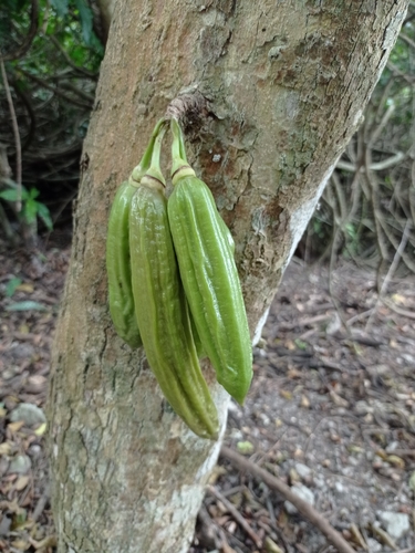 Parmentiera aculeata