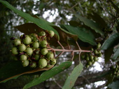 Vismia baccifera
