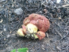 Gastroboletus amyloideus