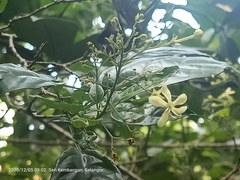 Clerodendrum laevifolium