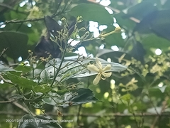 Clerodendrum laevifolium