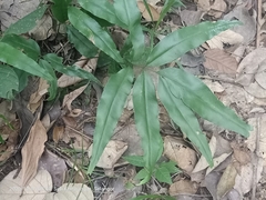 Taenitis blechnoides