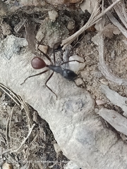 Dinomyrmex gigas