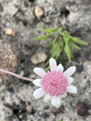 Actinotus forsythii
