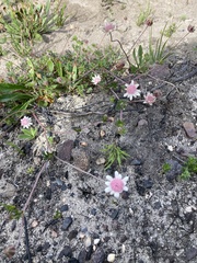 Actinotus forsythii