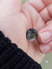 Coelotrochus tiaratus