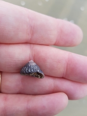 Coelotrochus tiaratus