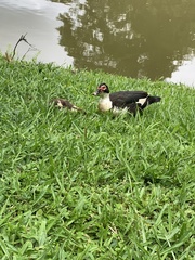 Cairina moschata domestica